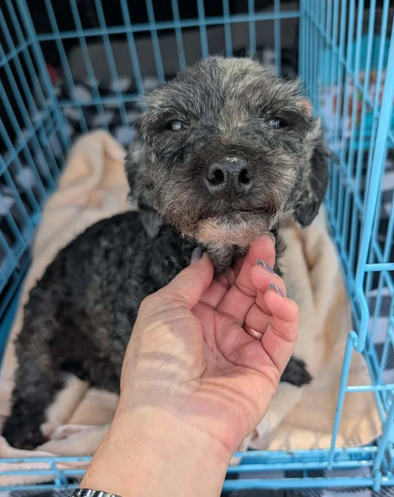 A senior small-sized female Black Miniature Poodle dog named Tallulah for adoption in Hopkinton, MA