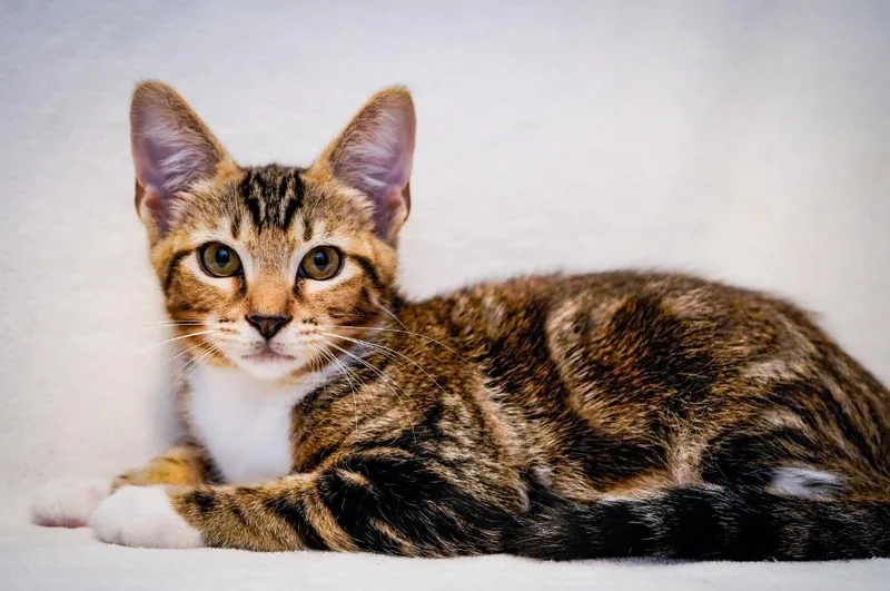 A baby medium-sized male Tabby (Brown / Chocolate) Domestic Short Hair cat named Biscotti & Cannoli for adoption in Soddy Daisy, TN