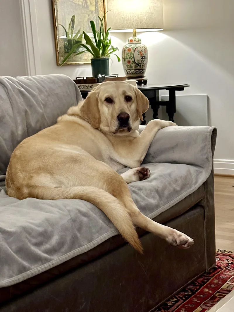 An adult large-sized male Yellow / Tan / Blond / Fawn Yellow Labrador Retriever dog named Scout for adoption in Point, TX