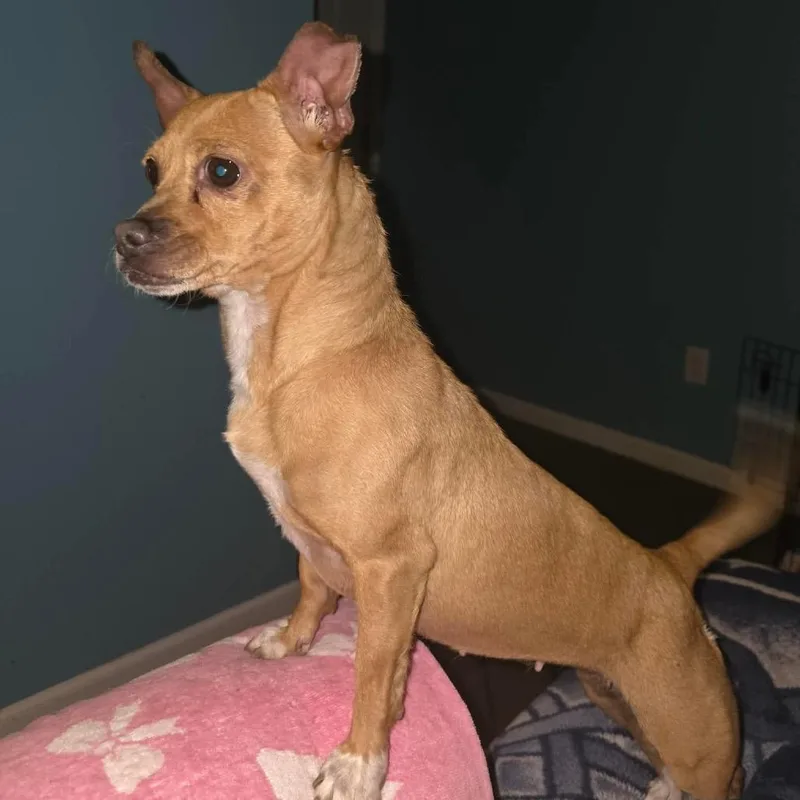An adult small-sized female Yellow / Tan / Blond / Fawn Chihuahua dog named Bonita for adoption in Overland Park, KS