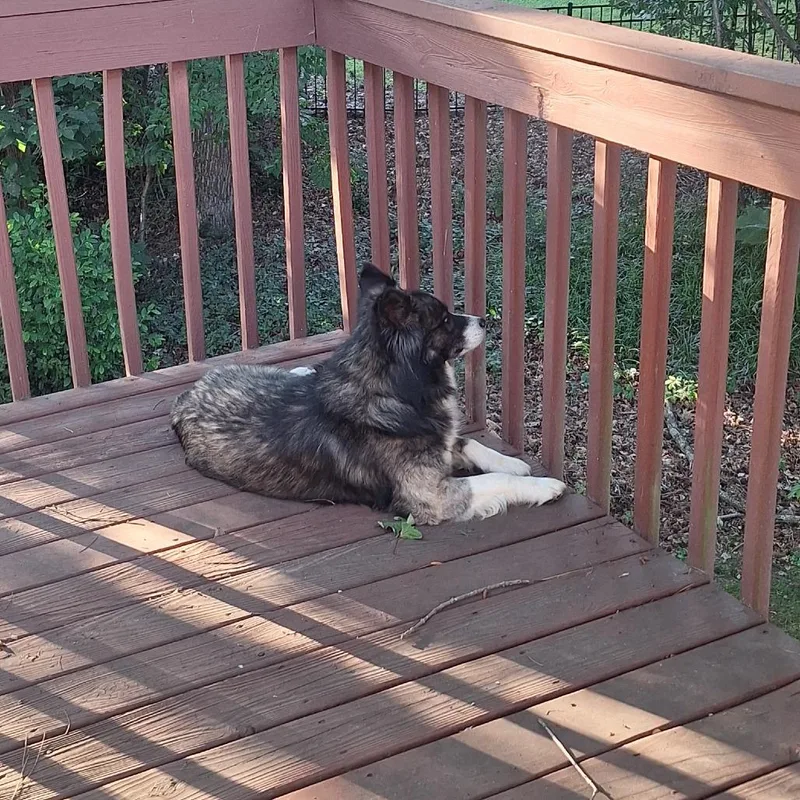An adult medium-sized male Black Border Collie dog named Boone for adoption in Raleigh, NC