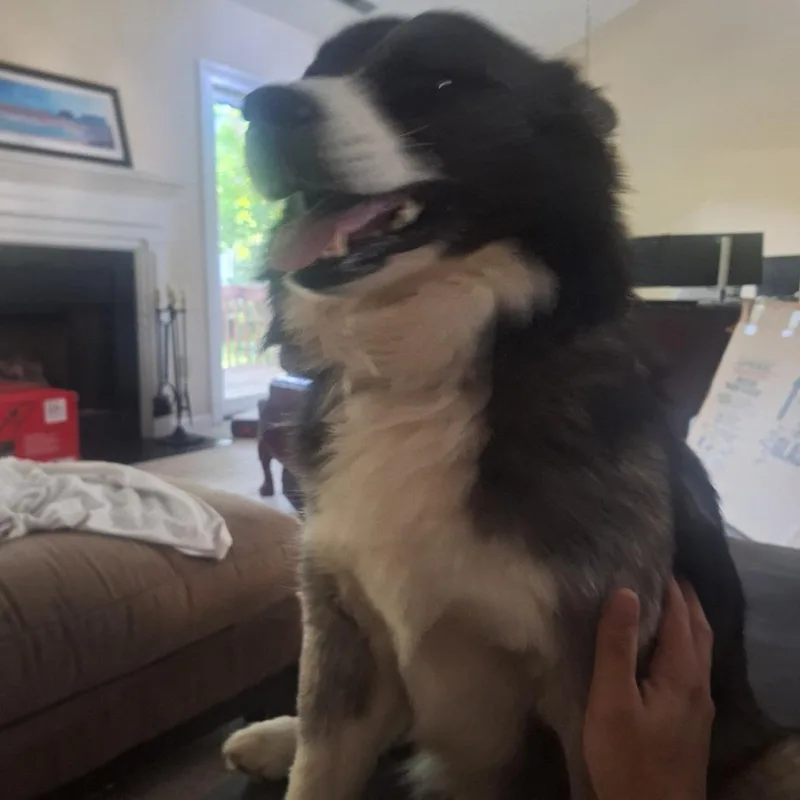Boone thumbnail 2