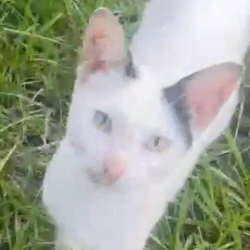 A baby medium-sized female White Domestic Short Hair cat named Aiden for adoption in Tampa, FL