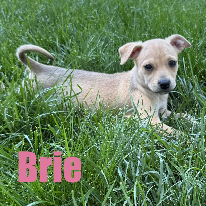 Brie thumbnail 2
