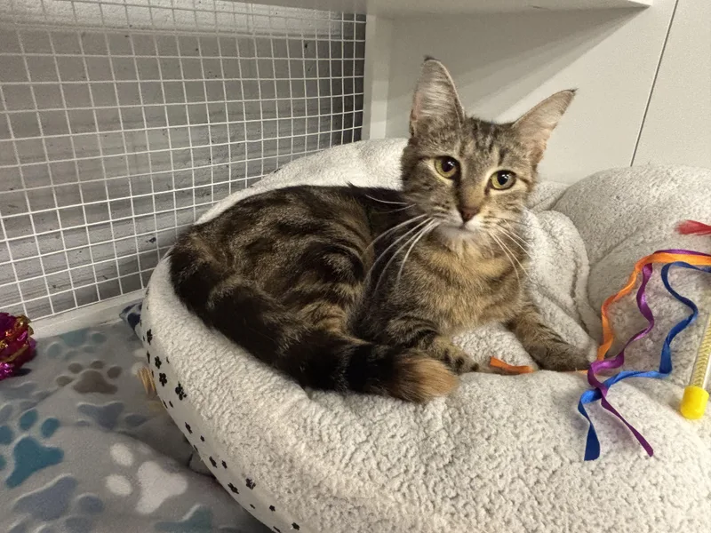 A young medium-sized female Tabby (Brown / Chocolate) American Shorthair cat named Maggie for adoption in Mountain Home, AR