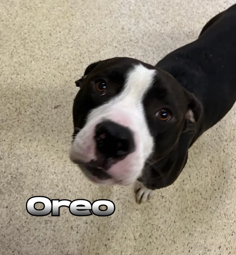 A young large-sized male Terrier dog named Oreo for adoption in Muncie, IN