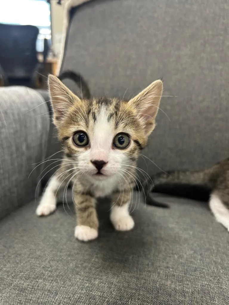 A baby medium-sized female Domestic Short Hair cat named Stephanie for adoption in Claremore, OK