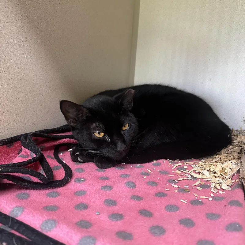 Binx thumbnail 3