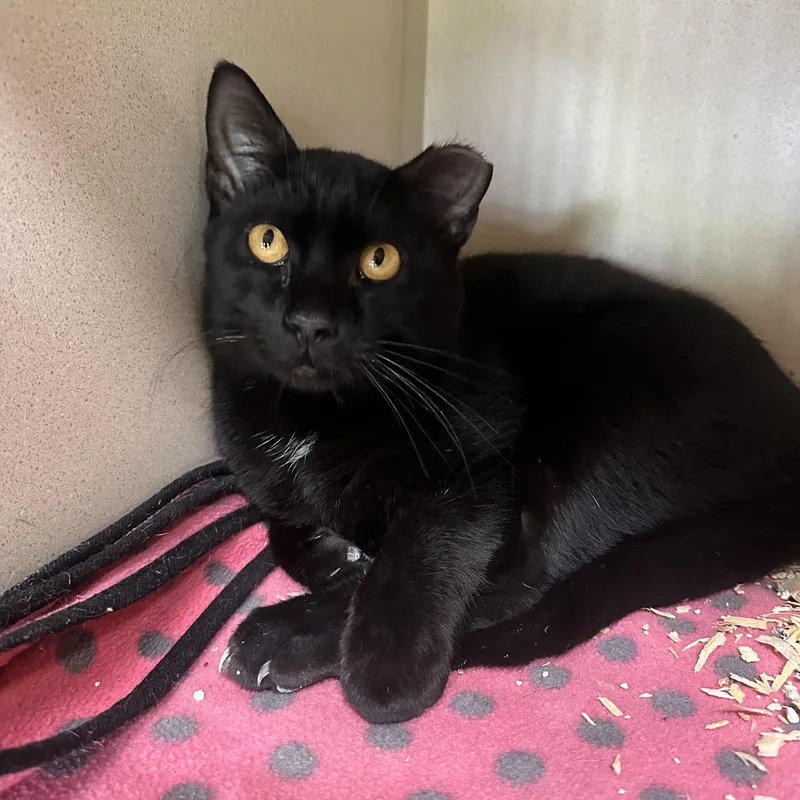 Binx