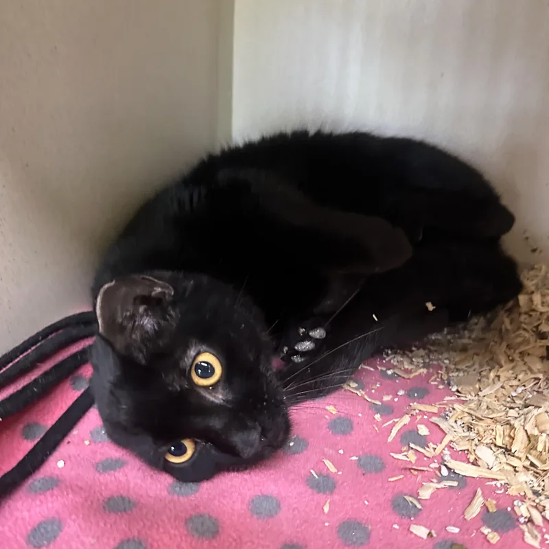 Binx thumbnail 4