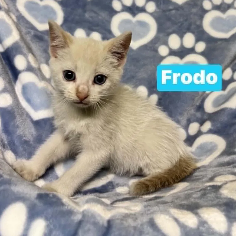 A baby small-sized male Cream / Ivory Siamese cat named Frodo for adoption in South Elgin, IL