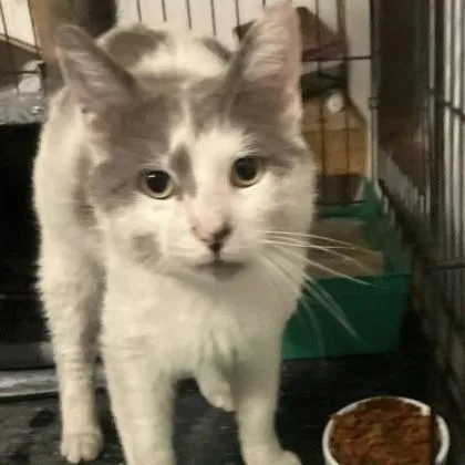 An adult medium-sized male Gray & White Domestic Short Hair cat named Graham for adoption in Phoenixville, PA