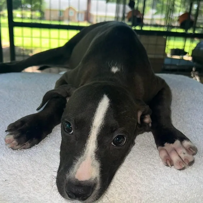 A baby medium-sized female Black Labrador Retriever dog named Betsy for adoption in Fairfax Station, VA