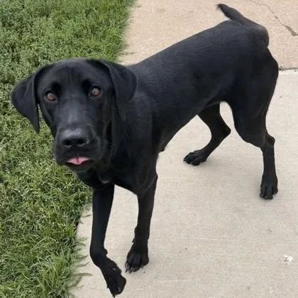 A young medium-sized female Black Labrador Retriever dog named Olivia for adoption in The Colony, TX