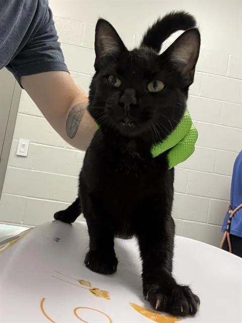 A young small-sized female Domestic Short Hair cat named Sonic for adoption in Indianapolis, IN