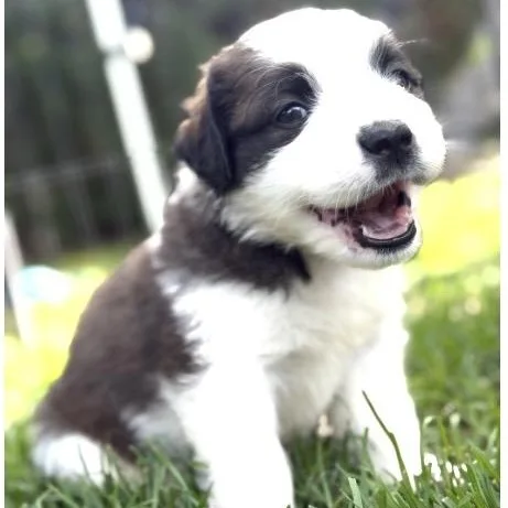 A baby large-sized female Tricolor (Brown, Black, & White) Saint Bernard dog named Etsy for adoption in Santa Rosa, CA