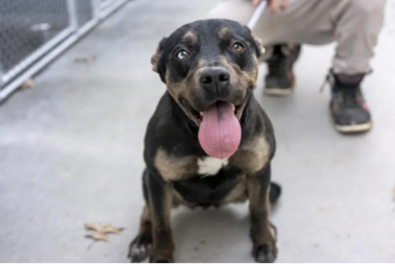 A young medium-sized female Black Mixed Breed dog named Chiclets for adoption in Terre Haute, IN