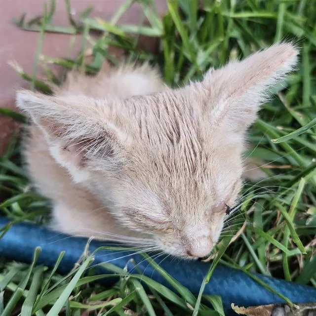 A baby small-sized male Domestic Short Hair cat named Calix for adoption in San Antonio, TX