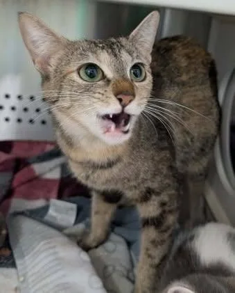 An adult medium-sized female Domestic Short Hair cat named Hopewell: Visit At Petsmart for adoption in Rustburg, VA