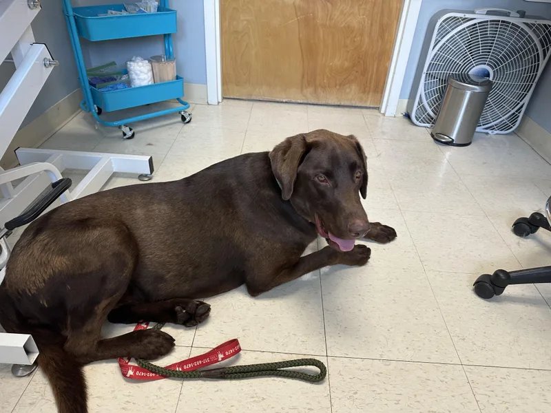 An adult large-sized male Brown / Chocolate Labrador Retriever dog named Courage for adoption in Indianapolis, IN