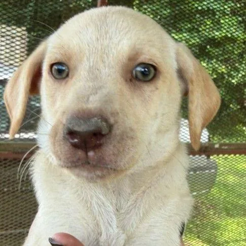 A baby small-sized female Yellow / Tan / Blond / Fawn Mixed Breed dog named Ayla for adoption in Allentown, PA