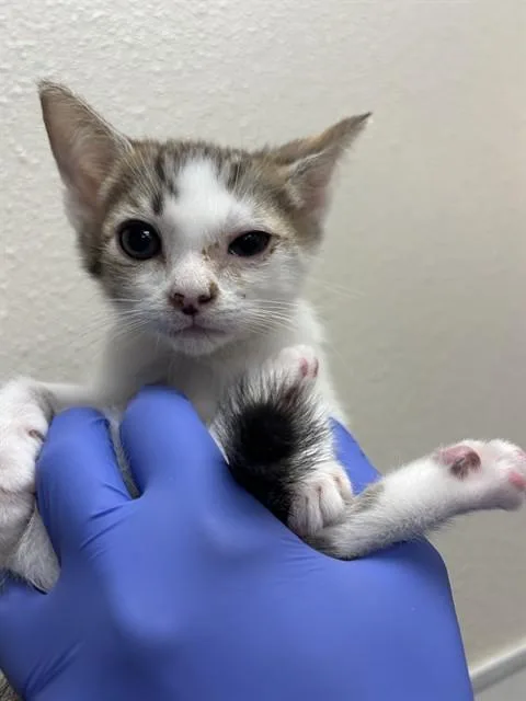 A young small-sized male Domestic Short Hair cat named Theodore for adoption in Ontario, CA
