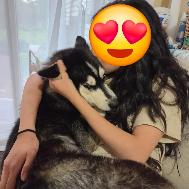 An adult medium-sized female Husky dog named Pancake for adoption in Penfield, NY