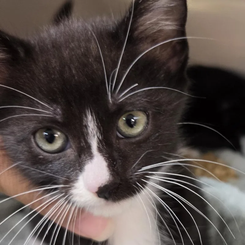 A baby small-sized female Black Domestic Short Hair cat named Chicklet for adoption in Leander, TX