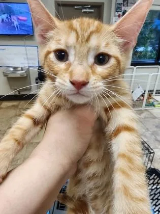 A baby small-sized male Domestic Short Hair cat named Calcifer $ for adoption in Seneca, SC