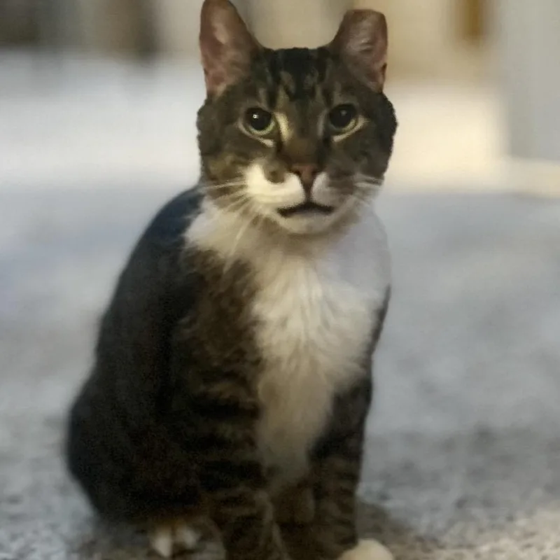 A senior small-sized male Brown / Chocolate Domestic Short Hair cat named Patrick for adoption in Philadelphia, PA
