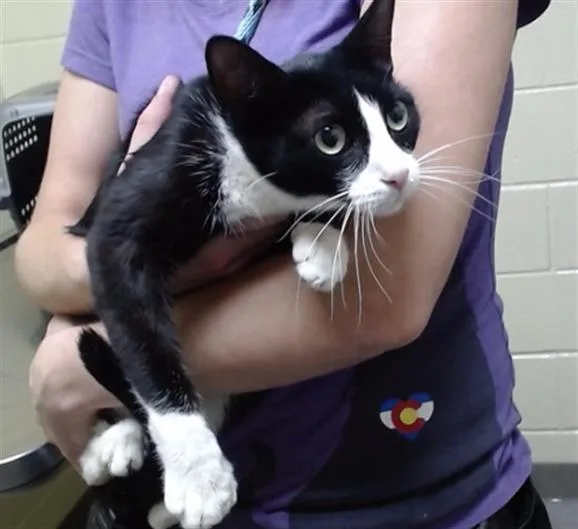 An adult small-sized female Domestic Short Hair cat named Thyme for adoption in Denver, CO
