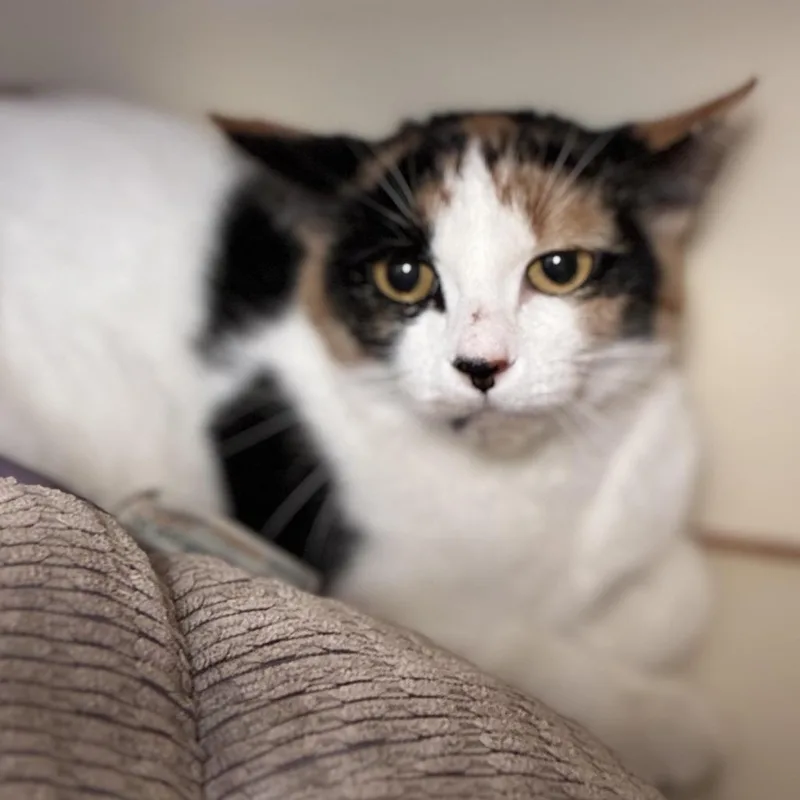 An adult medium-sized female Calico Domestic Short Hair cat named Halcyon for adoption in South Elgin, IL