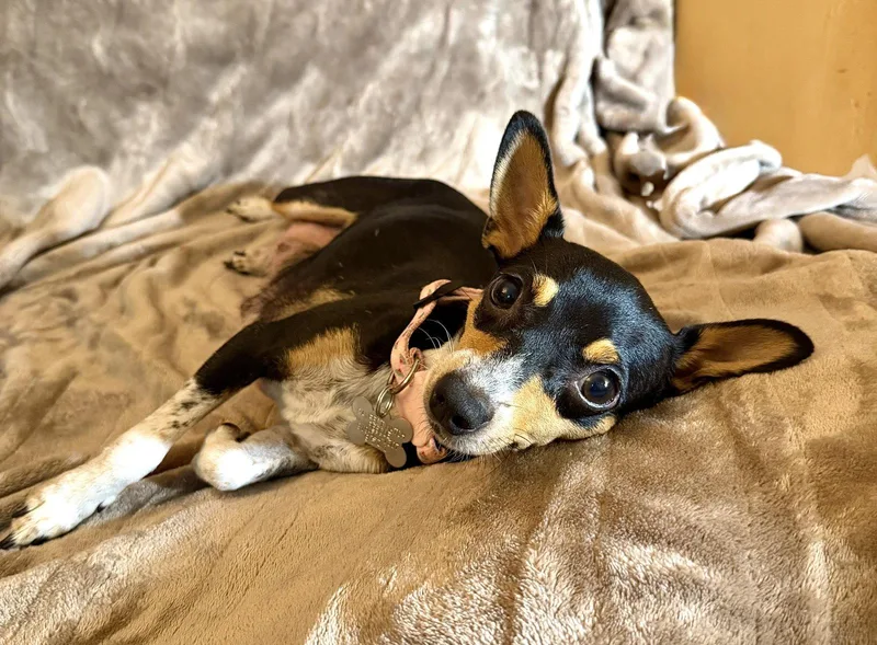 An adult small-sized female Rat Terrier dog named Cira for adoption in Holly Springs, NC