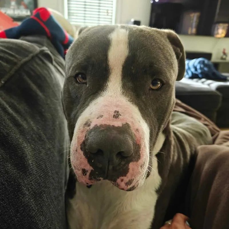 An adult large-sized male Terrier dog named Jasper for adoption in Worcester, MA