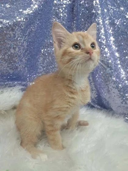 A young medium-sized male Orange / Red Domestic Short Hair cat named McLean for adoption in Clarkesville, GA