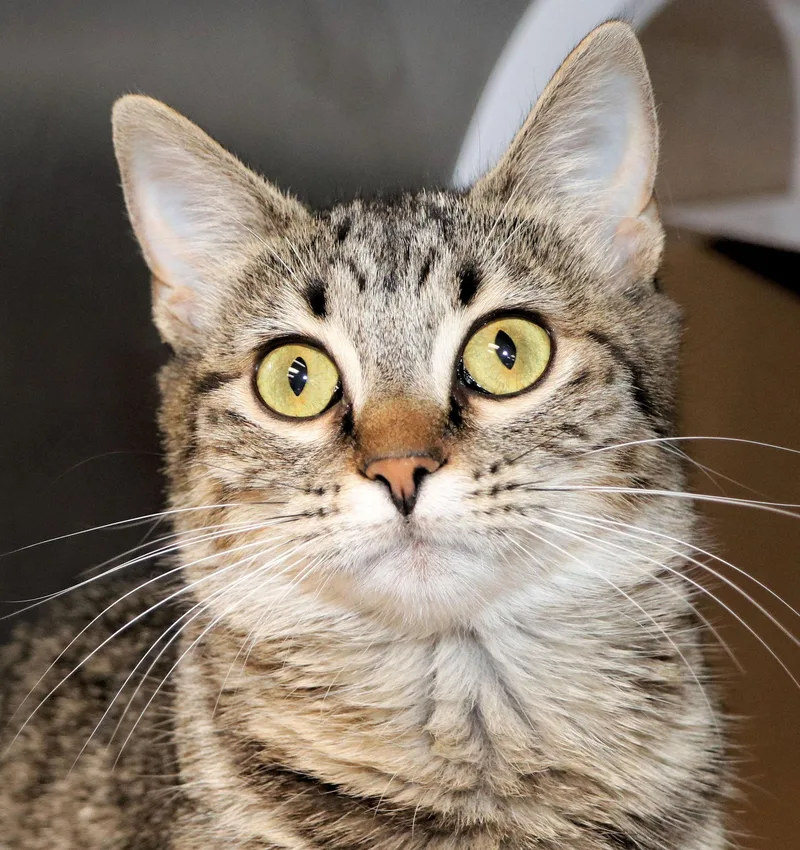 A young medium-sized female Tabby (Brown / Chocolate) Domestic Short Hair cat named Misty for adoption in Cincinnati, OH