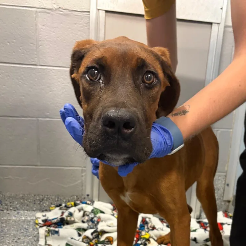 A young medium-sized female Yellow / Tan / Blond / Fawn Cane Corso dog named Stardust for adoption in Charlottesville, VA