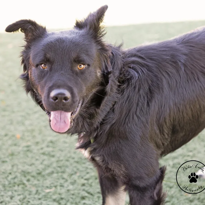 An adult medium-sized male Black Shepherd dog named Gator for adoption in Abilene, TX