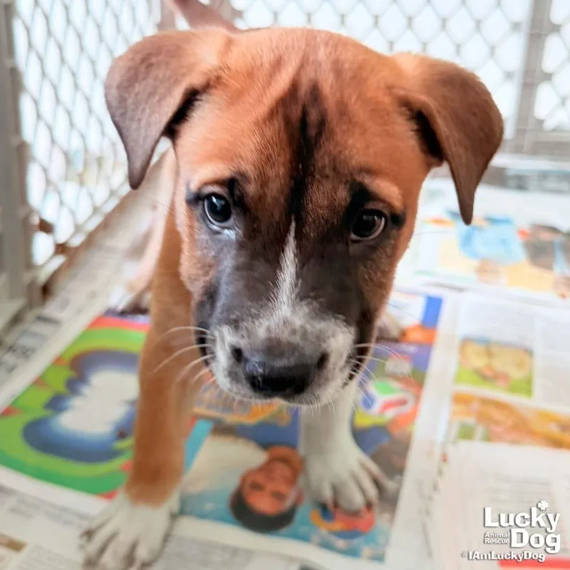 A baby large-sized female Retriever dog named Puppy Princess for adoption in Washington, DC