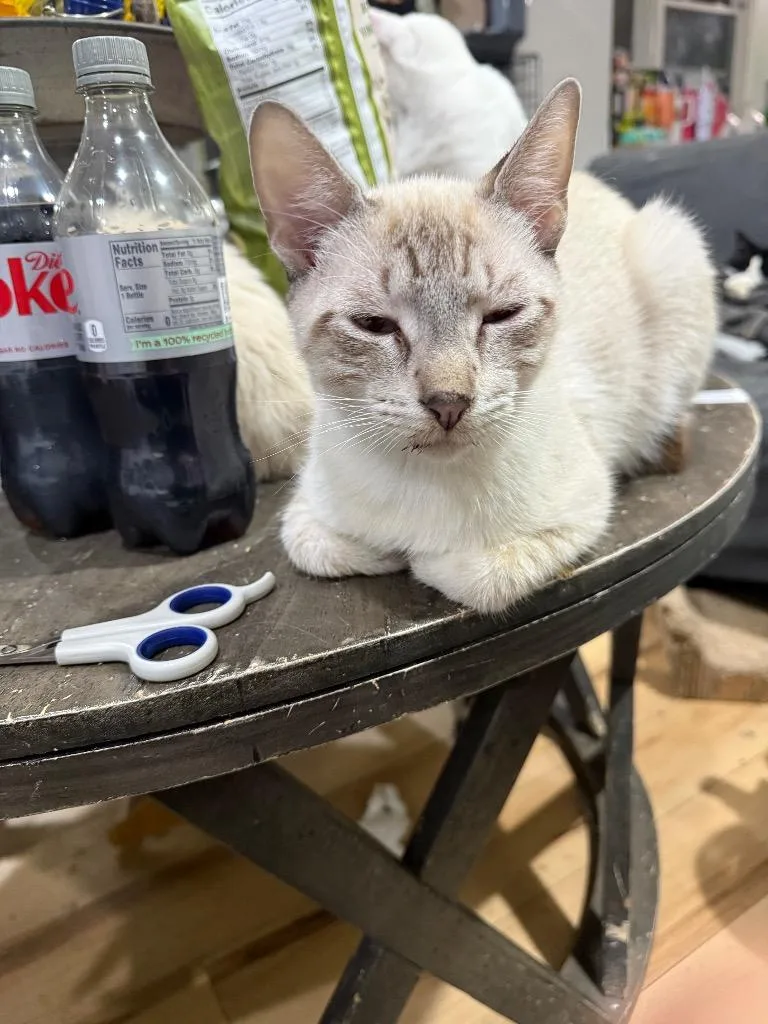 A baby large-sized male Siamese cat named Data for adoption in Warrenville, SC