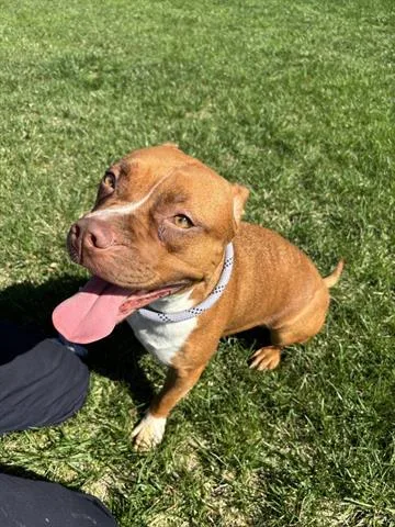 A young medium-sized female Pit Bull Terrier dog named Pretzel for adoption in Dayton, OH