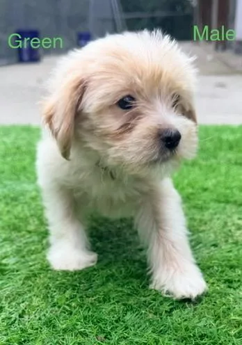Floof
