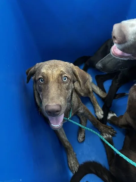 A young large-sized female Mixed Breed dog named Maggiie for adoption in Dallas, TX