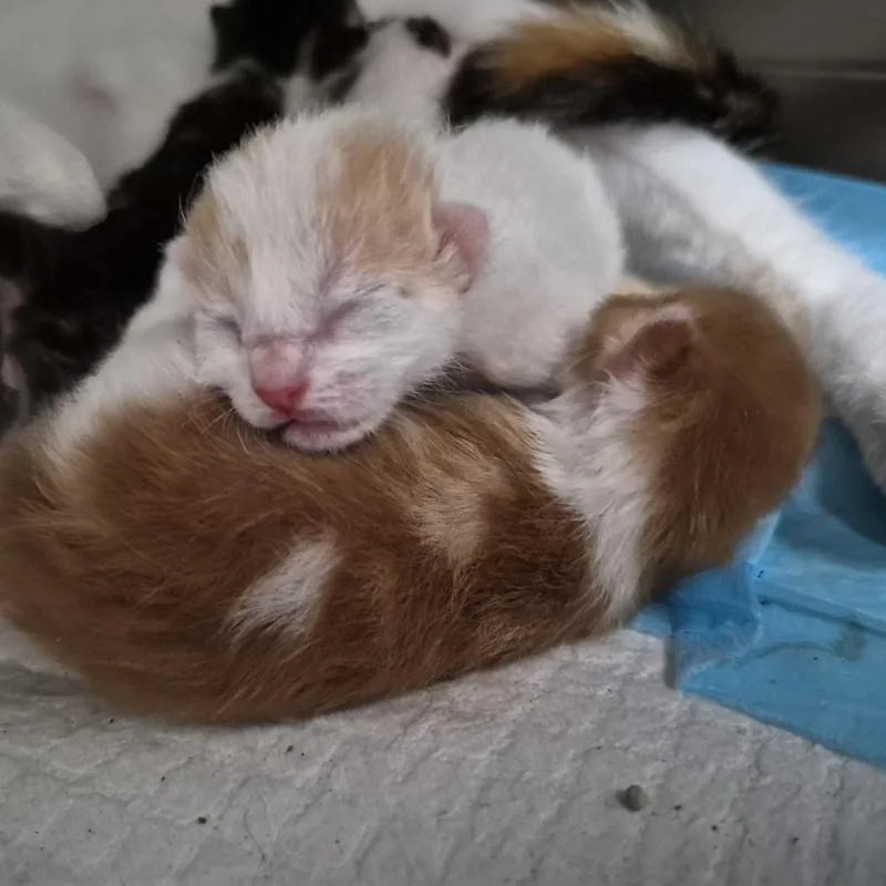 A baby small-sized male White Domestic Short Hair cat named Bean for adoption in Ardmore, OK