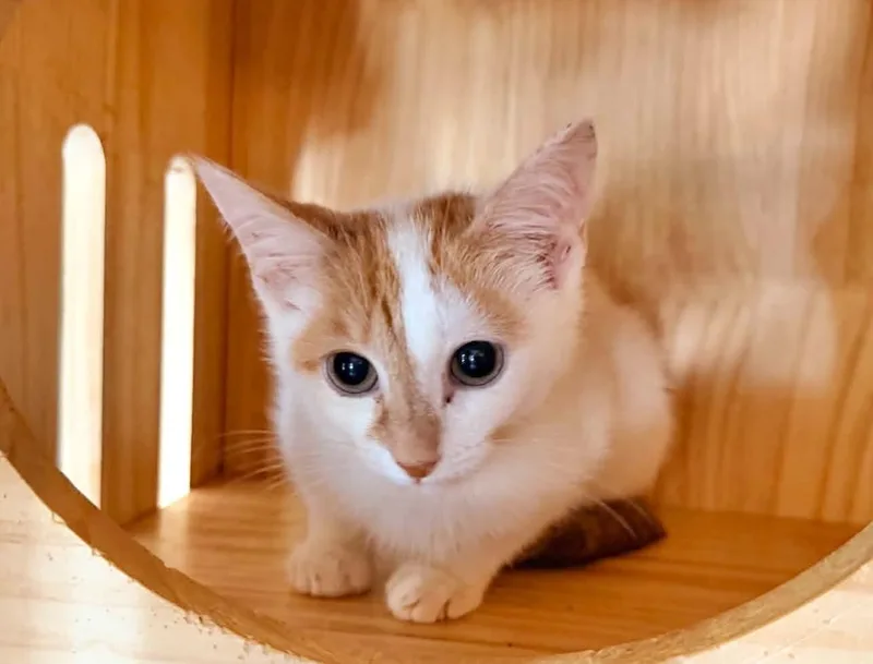 A baby small-sized male Tabby cat named Anderson for adoption in Capshaw, AL
