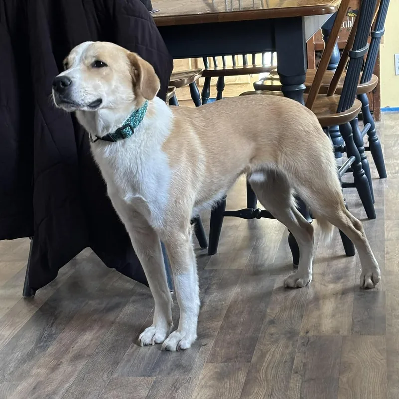 Kaleidoscope thumbnail 4