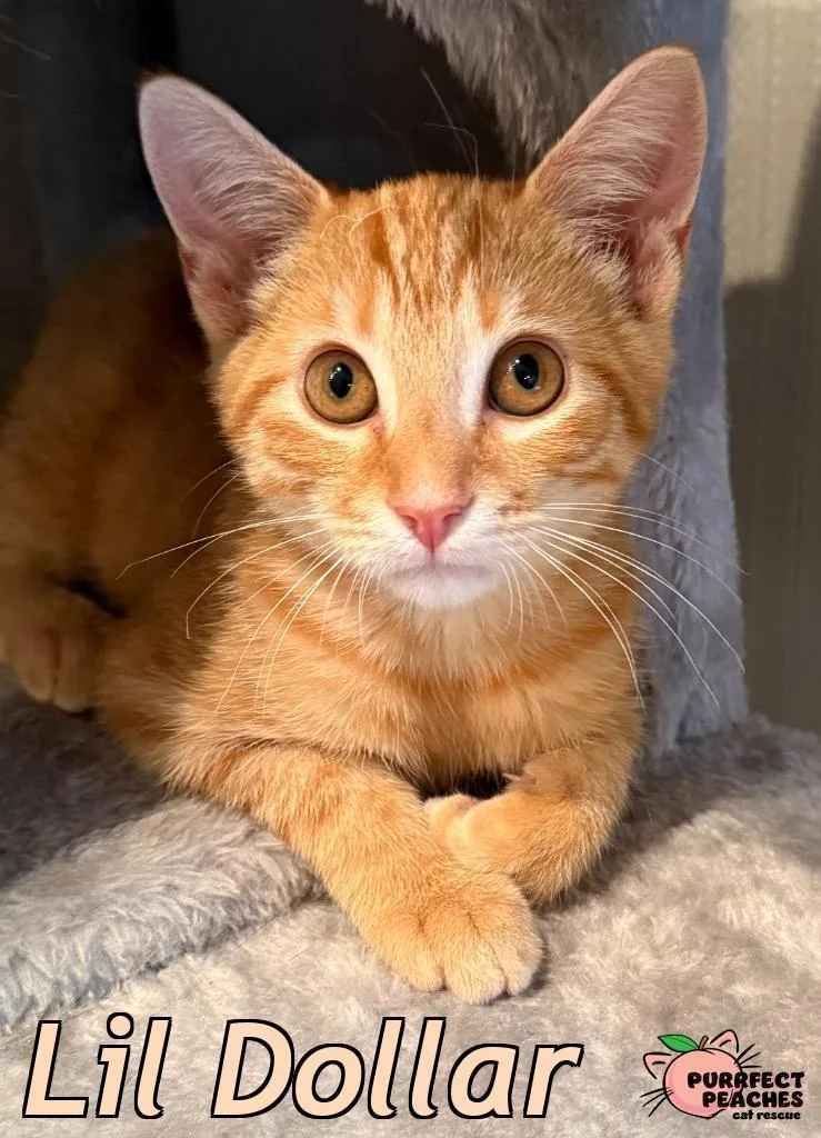 A young medium-sized male Domestic Short Hair cat named Lil Dollar for adoption in Douglasville, GA