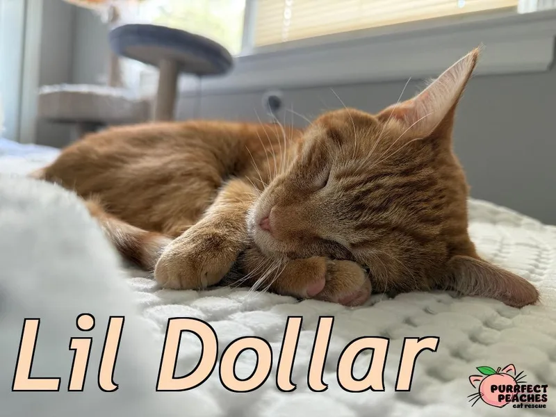 Lil Dollar thumbnail 2