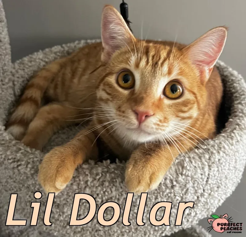 Lil Dollar thumbnail 3