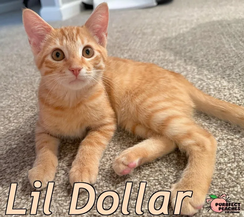 Lil Dollar thumbnail 4